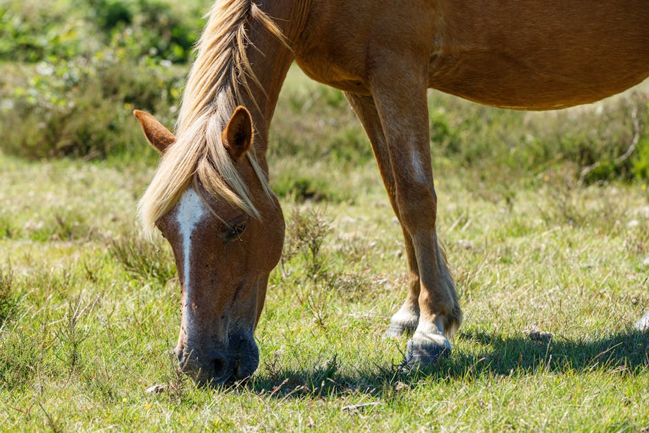 Planning Your First Visit to the New Forest: What to Expect